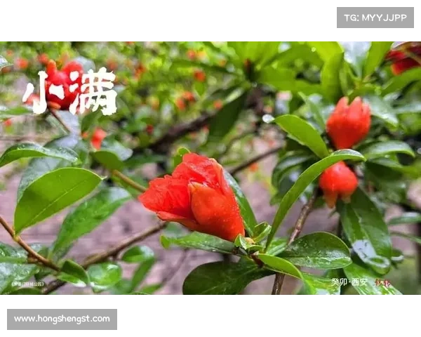 在小满时节聆听大自然的声音 感悟生命的律动与成长 在小满时节聆听大自然的声音 感悟生命的律动与成长