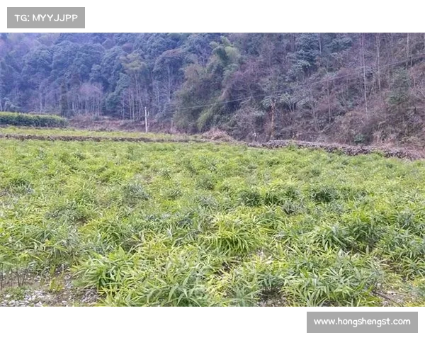 提高高地红石榴生长的五种有效方法及其应用技巧 提高高地红石榴生长的五种有效方法及其应用技巧